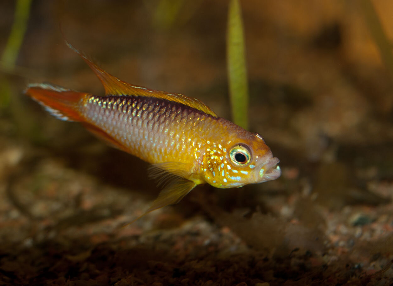 Apistogramma agassizii