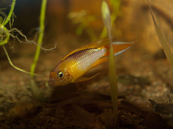 Apistogramma agassizii