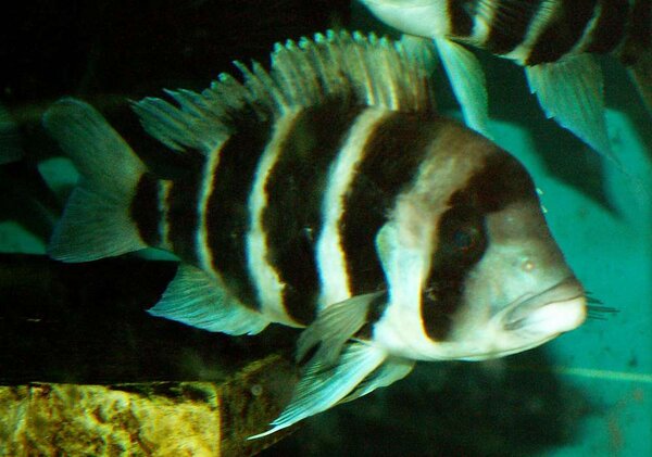 Cyphotilapia frontosa