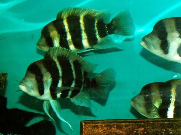 Cyphotilapia frontosa