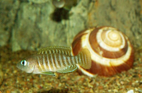 Lamprologus multifasciatus