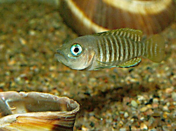 Lamprologus multifasciatus