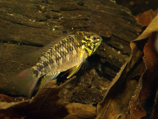 Apistogramma borelli