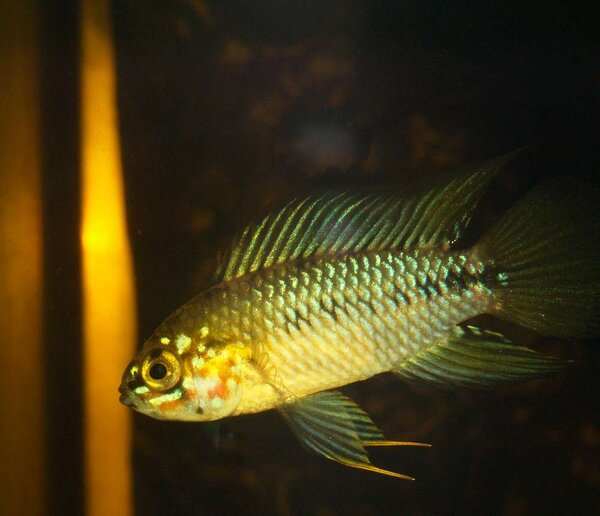 Apistogramma borelli