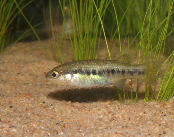 Characodon lateralis