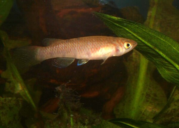 Epiplatys infrasciatus rathkei