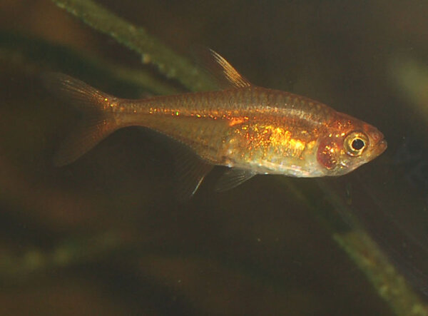 Hyphessobrycon amandae