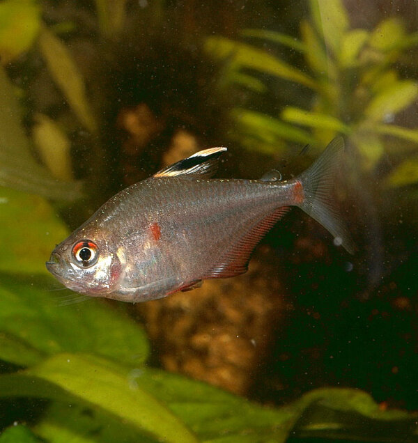 Hyphessobrycon socolofi