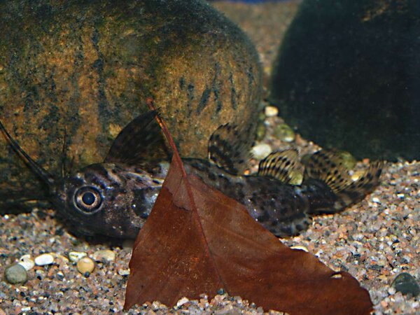 Synodontis nigriventris