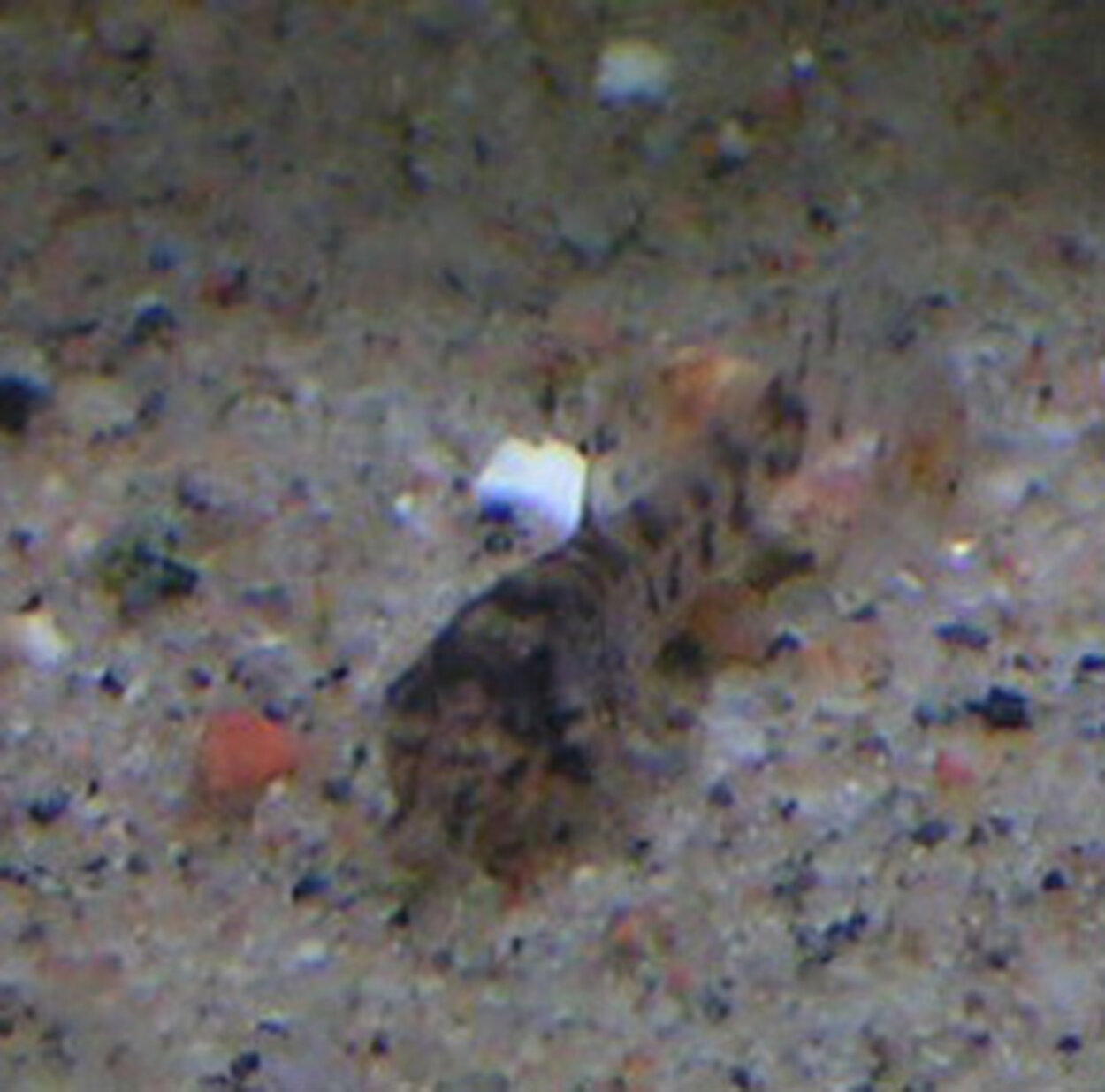 Corydoras trileniatusyngel 20 dagar