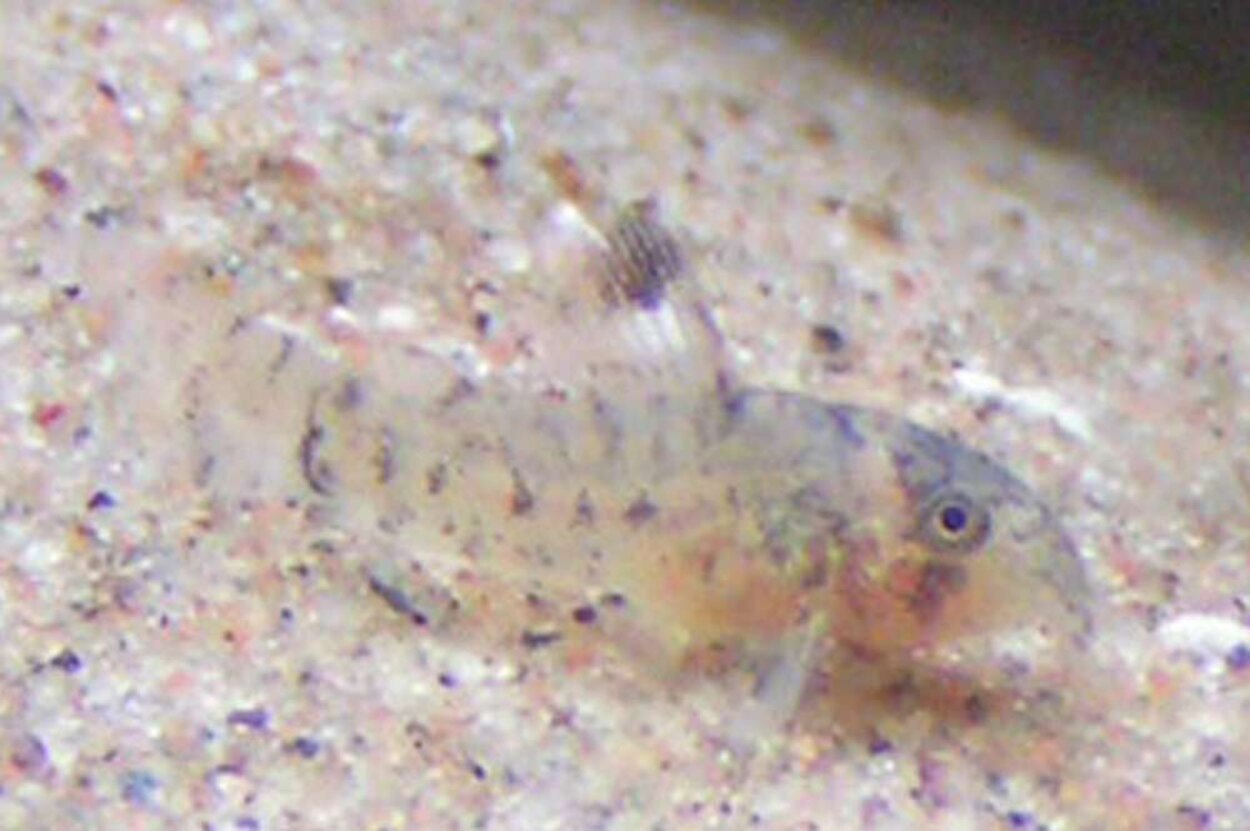 Yngel av Corydoras trilineatus