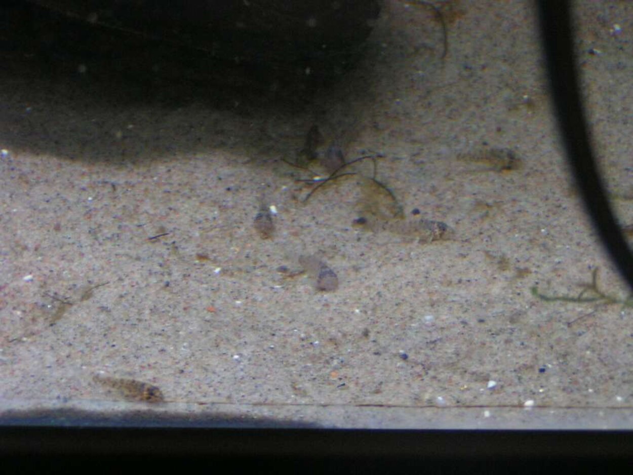 30 dagarsyngel av Corydoras trilineatus