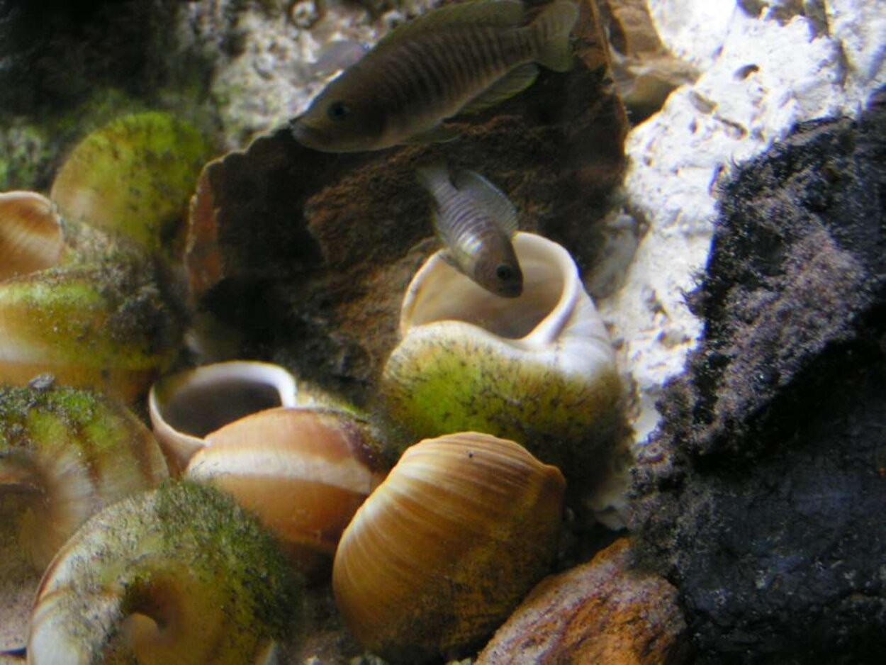 Lamprologus multifasciatus, Multifasciatuslek