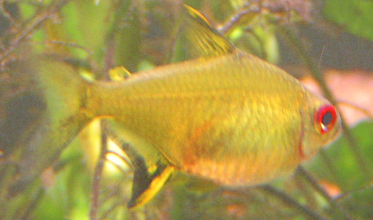 Hyphessobrycon pulchripinnis, Citrontetra