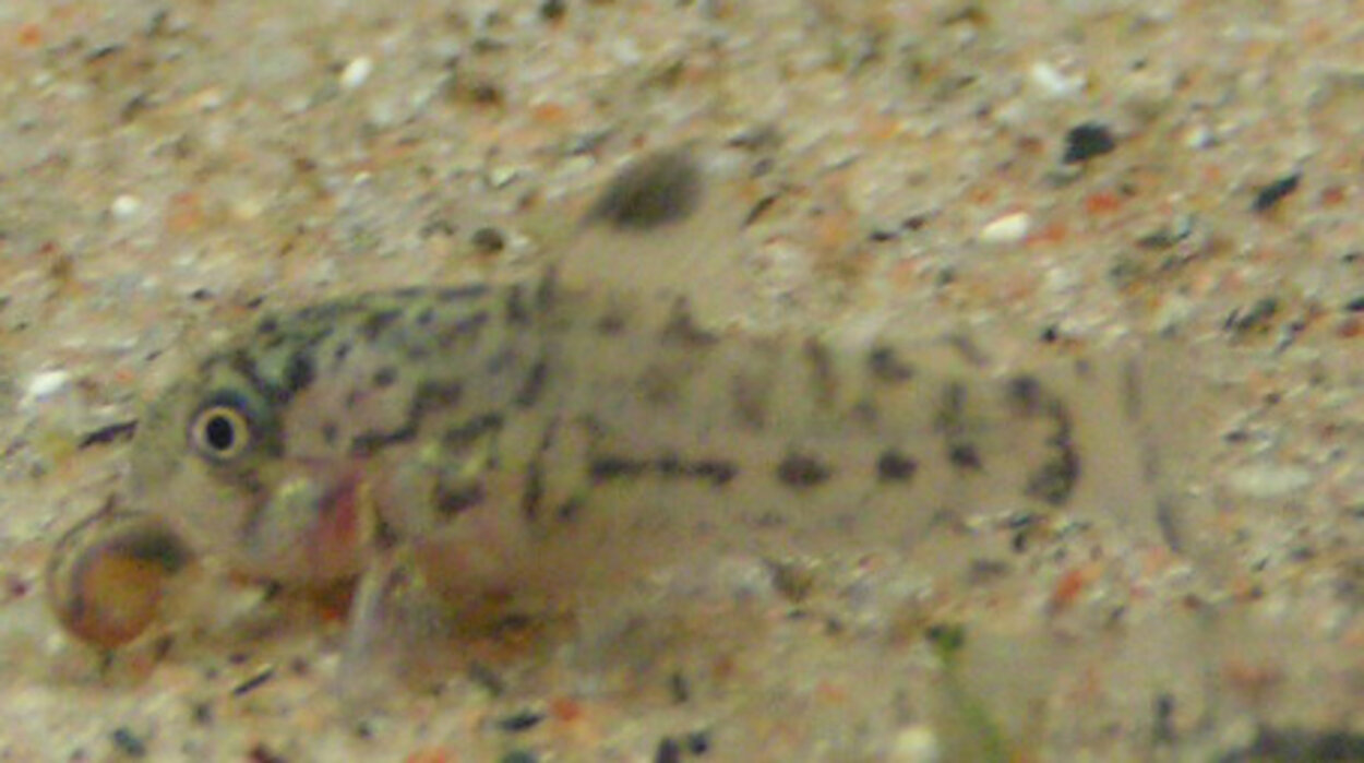 Corydoras trilineatusyngel 40 dagar