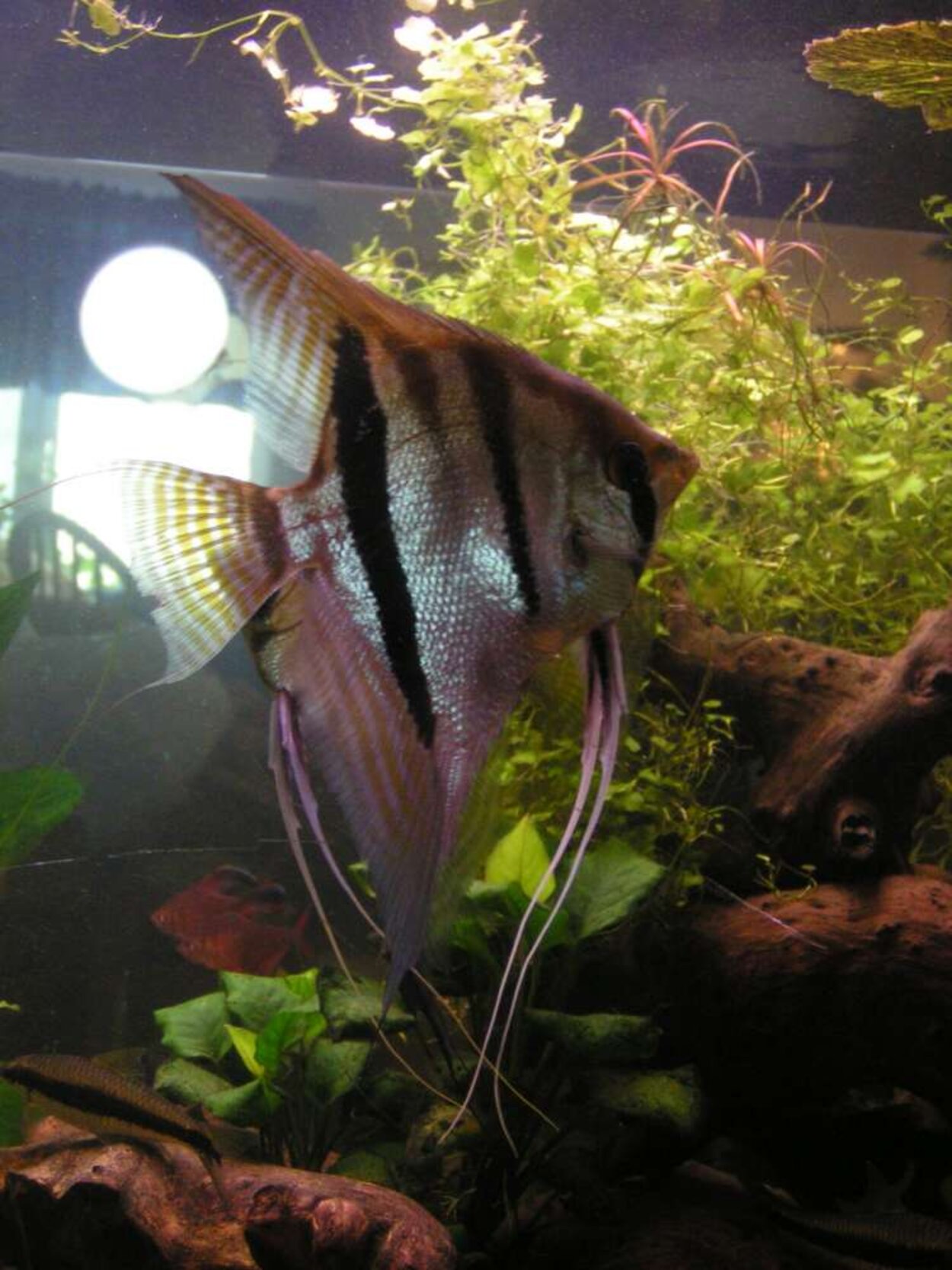 Pterophyllum scalare