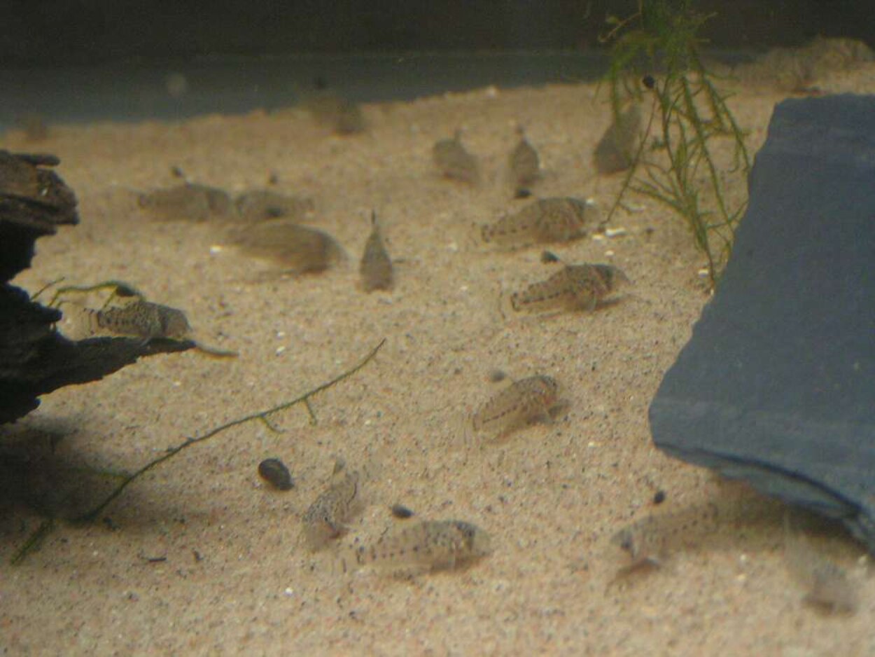 Corydoras trilineatusyngel 40 dagar