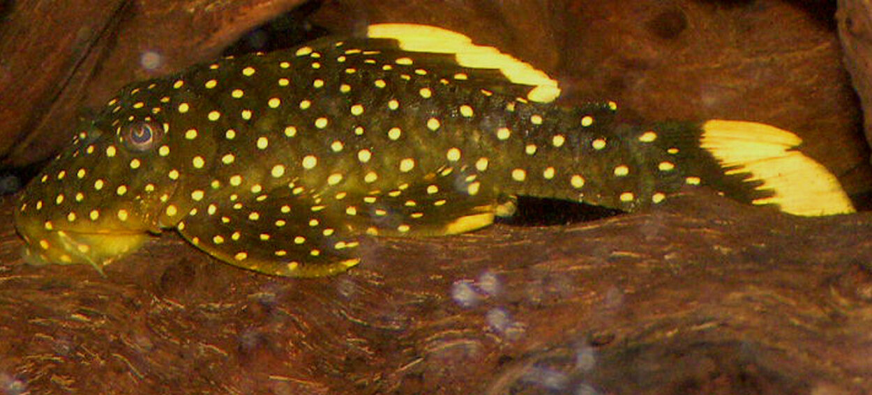 baryancistrus sp,  L-177 (?) Golden nugget