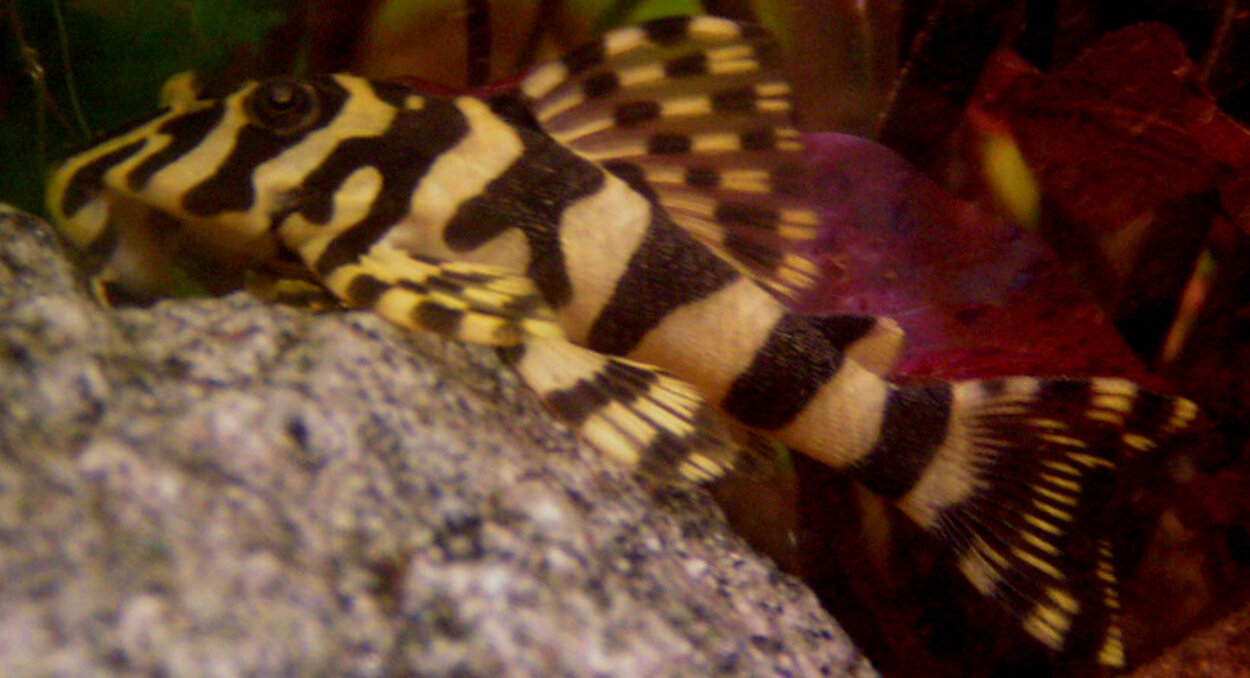 L-134, peckoltia sp, Leopard frog pleco