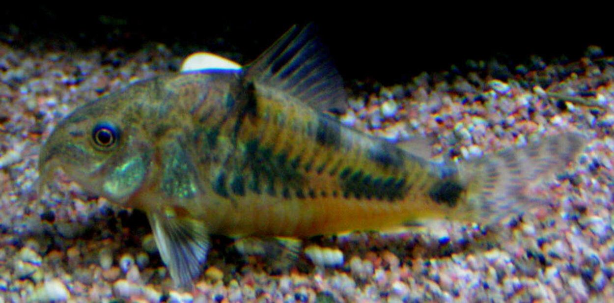 Corydoras paleatus, Fläckig pansarmal