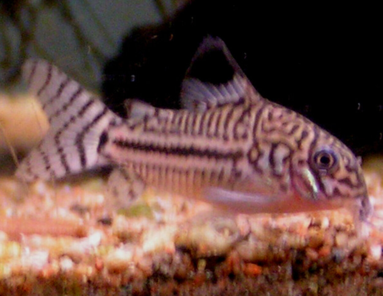 Corydoras trilineatus, Trebandspansarmal