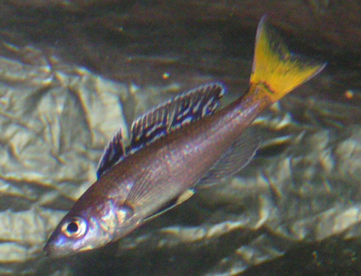 Cyprichromis leptosoma 