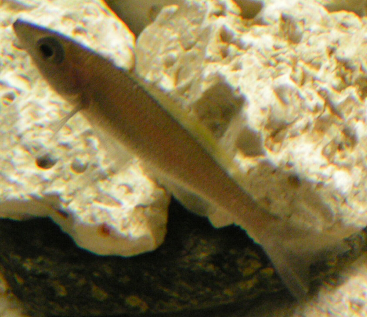 Cyprichromis leptosoma 