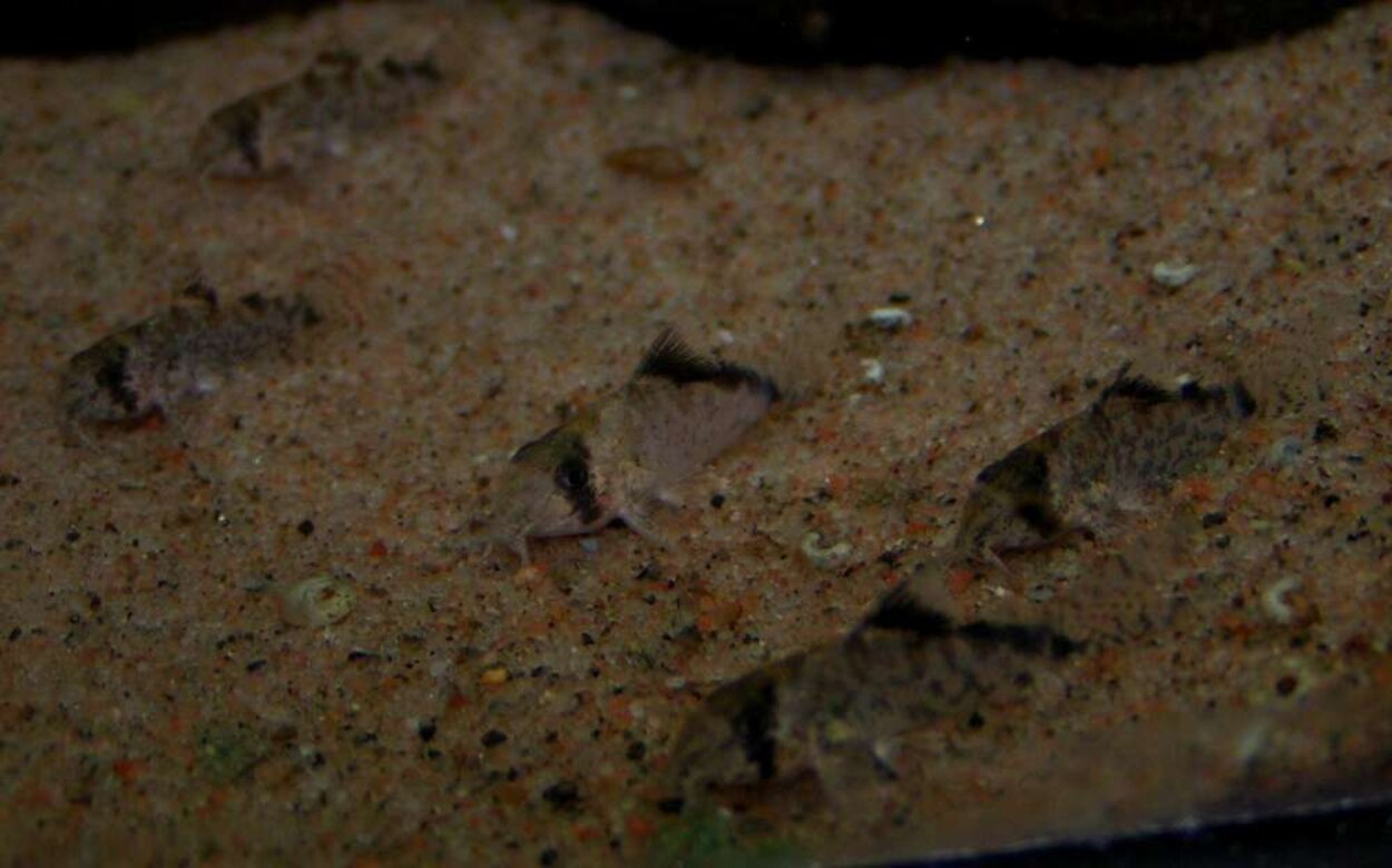 Corydoras davidsandsi, 6 veckorsjuverniler!!!