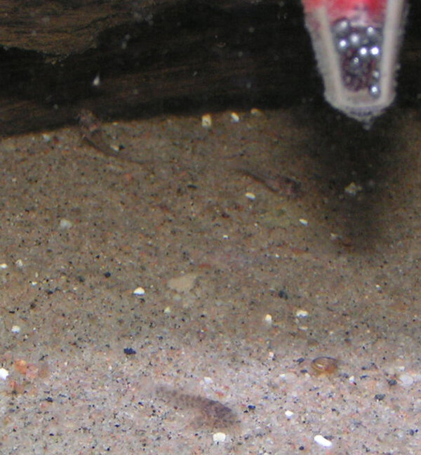 Corydoras trileniatusyngel 20 dagar