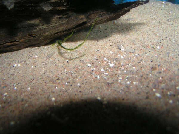 Corydoras trilineatus 10 dagar