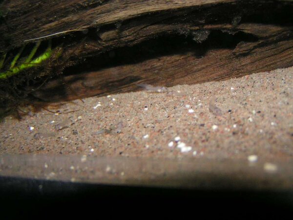 Corydoras trilineatus 10 dagar