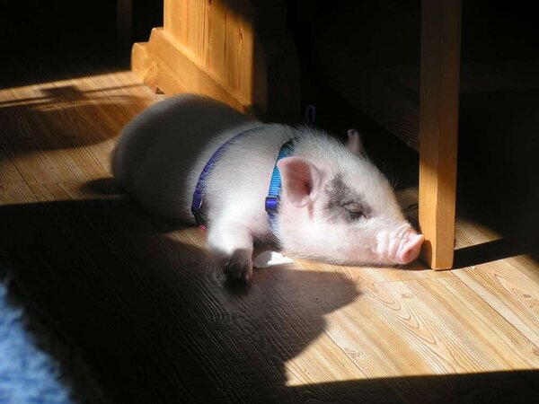 Sova i solen är det bästa som finns... näst efter mat!
