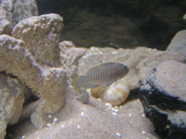 Lamprologus multifasciatus, Snäckskalslekare