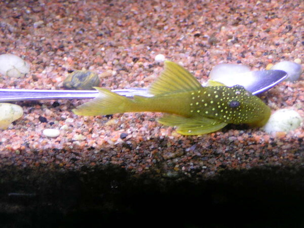 ancistrinae sp, L-200,  Green pleco