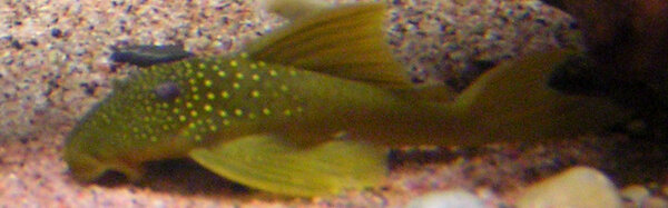 ancistrinae sp, L-200, Green pleco