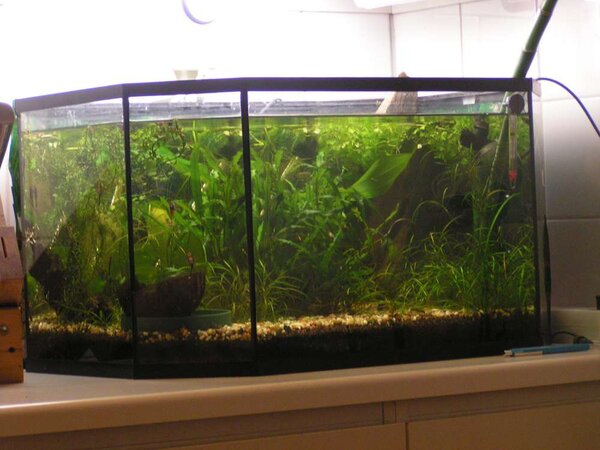 80 liter öppet akvarium