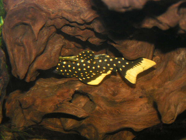 baryancistrus sp,  L-177 (?) Golden nugget