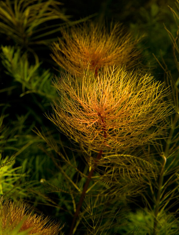 Myriophyllum tuberculatum