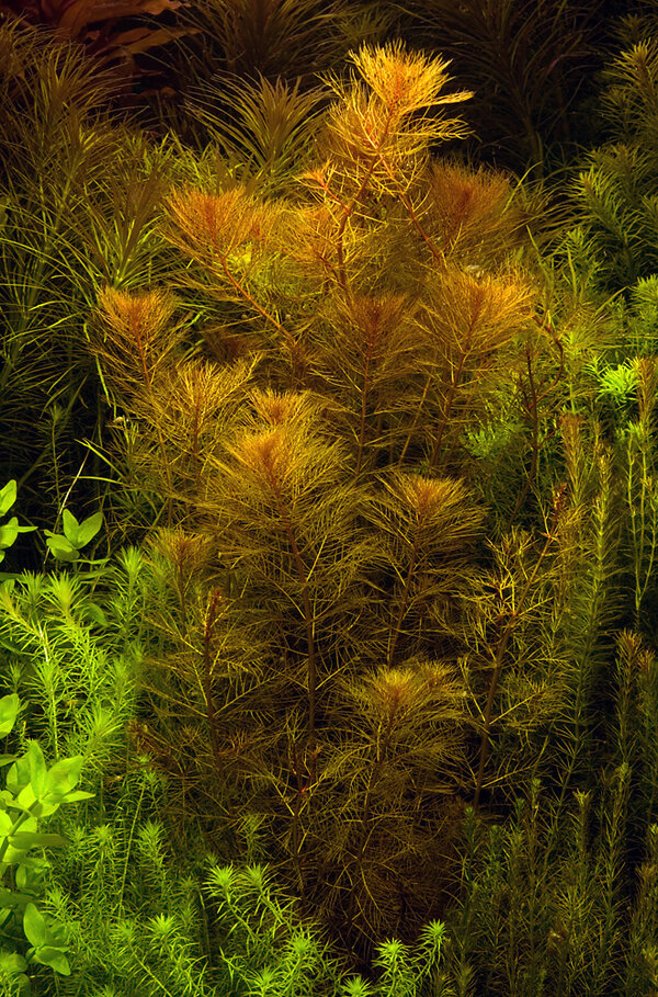 Myriophyllum tuberculatum