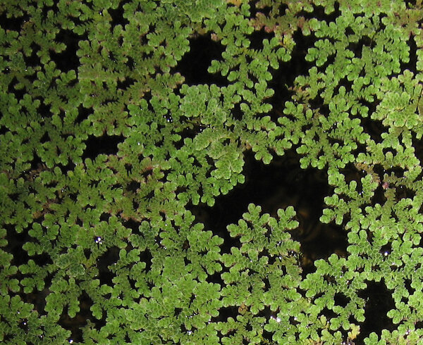 Azolla caroliniana