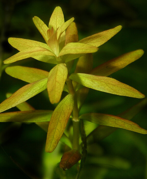 Rotala rotundifolia