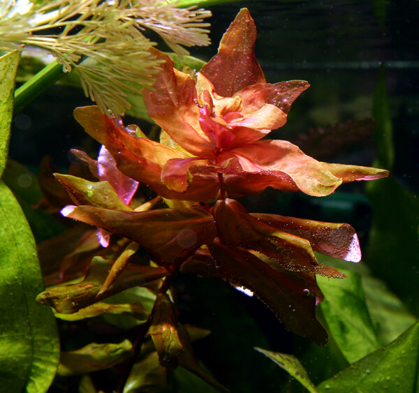 Rotala Macrandra