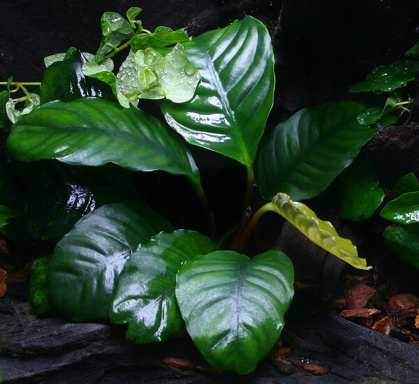 Anubias B. Coffeefolia