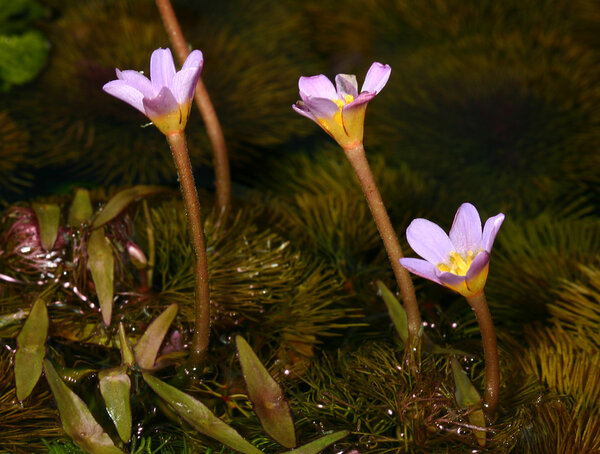 Blommande Cabomba Furcata