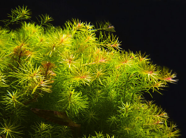 Rotala spec Nanjenshan