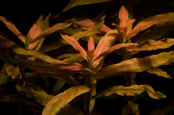 Nesaea Crassicaulis