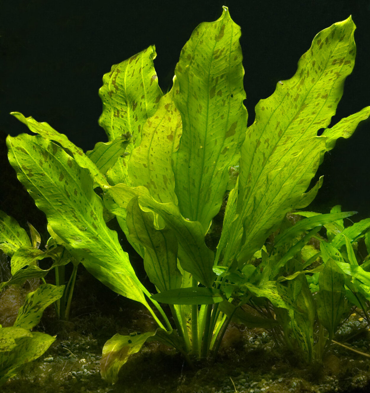 Echinodorus Ozelot Green