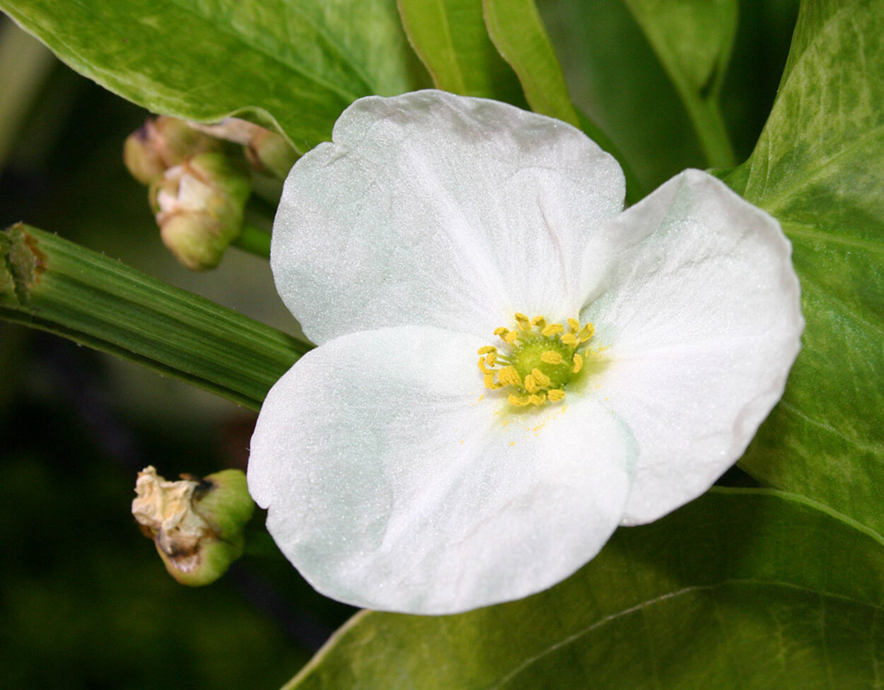 Echinodorus  c. Marble Queen - Blomma