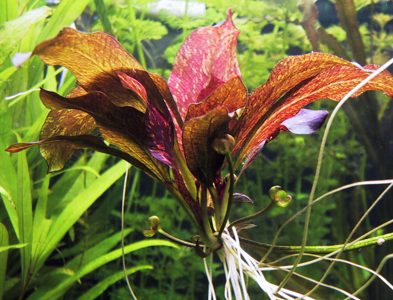 Echinodorus Red Flame