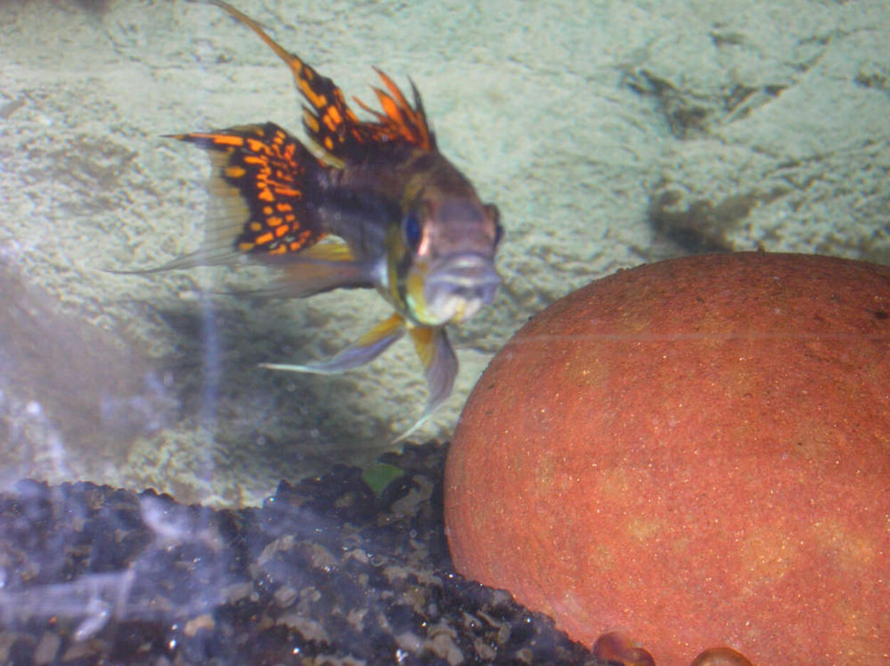 apistogramma cacaoides